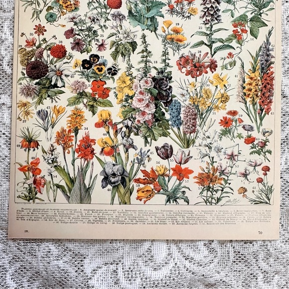 Vintage Scientific "Fleurs" (Flowers) Floral Chart 8x10 5/5 - Picture 6 of 8